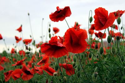 Close-up of red poppy flowers blooming in field