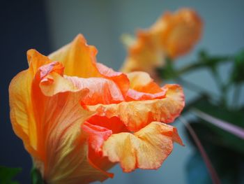 Close-up of orange rose flower