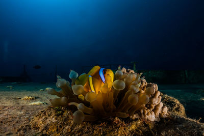Clownfish in the red sea colorful and beautiful