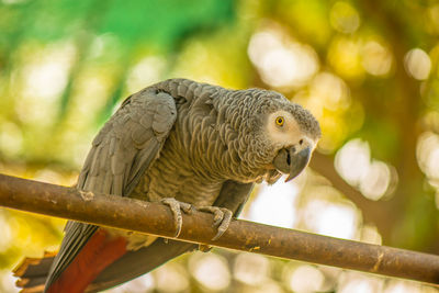 Close-up of owl perching on branch