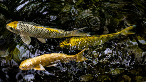 Fish swimming in a sea