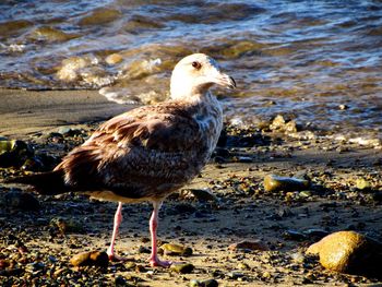 Close-up of seagull perching on shore