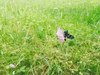 Butterfly pollinating on flower