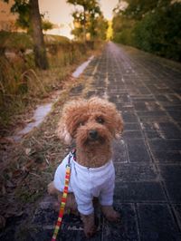 Portrait of dog on footpath