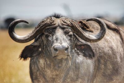 Close-up portrait of water buffalo