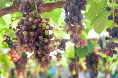 Close-up of grapes growing on tree