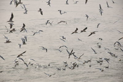 Flock of birds flying over sea