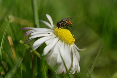 Close-up of fly pollinating on white daisy flower