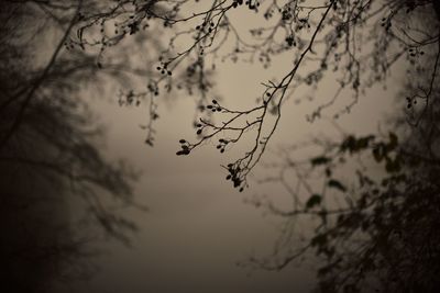 Low angle view of silhouette plant against sky at sunset