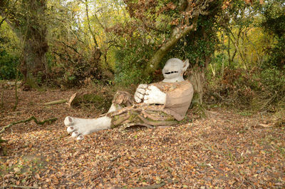 Dog lying down in forest