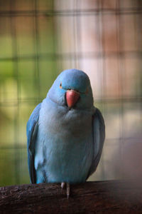 Blue indian ringneck parrot psittacula krameri bird is from ceylon but is now found in india