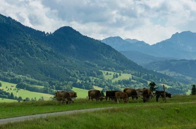 Horses in a field