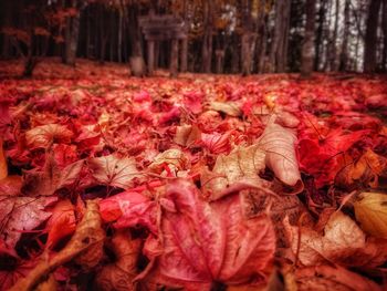 Close-up of autumn leaves