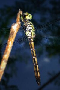 Close-up of dragonfly