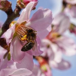 Close-up of bee pollinating on pink flower