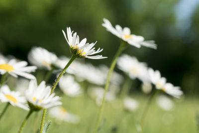 Close-up of white flowering plant on field