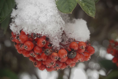 Close-up of frozen berries on plant during winter