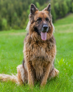 Portrait of dog on field