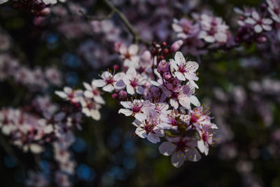 Close-up of pink cherry blossoms in spring