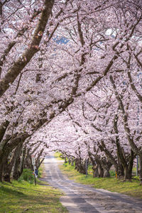 View of cherry blossom trees along road