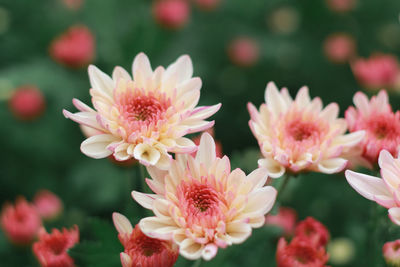 Close-up of pink flowering plants