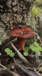 Close-up of mushroom growing on field