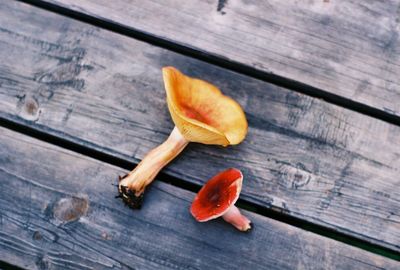 High angle view of fruits on table