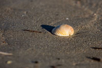 Close-up of seashell on sand at beach