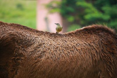 Bird perching on mammal