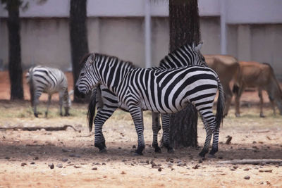 Zebra standing by tree