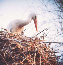 Stork in the nest