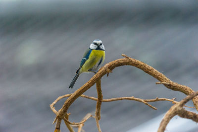 Close-up of bluetit perching on branch