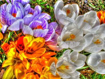 Close-up of flowers blooming outdoors