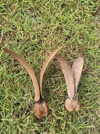 High angle view of deer on field