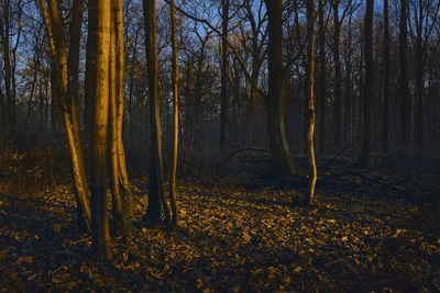 Trees in forest during autumn