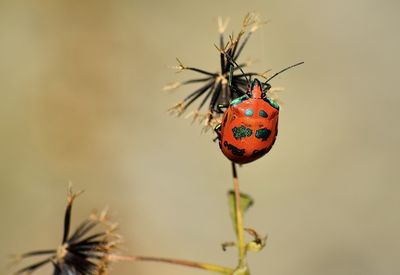 Close-up of butterfly pollinating flower