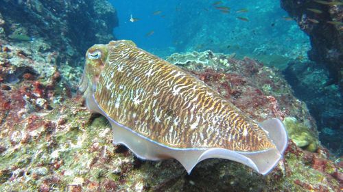 Fish swimming in sea