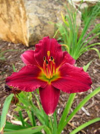 Close-up of red hibiscus blooming outdoors