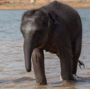 Close-up of elephant drinking water