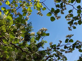 Low angle view of flowering tree against blue sky