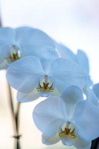 Close-up of white rose flower