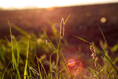 Close-up of crops on field