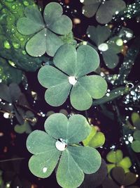 Close-up of water drops on leaf