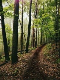 Dirt road passing through forest