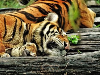 Close-up of tiger in zoo