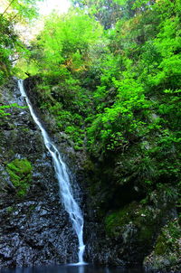 Scenic view of waterfall in forest