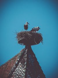 Low angle view of birds perching on roof against sky