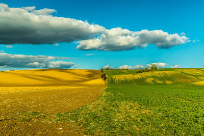 Scenic view of agricultural field against sky