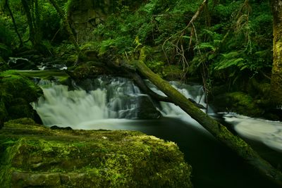 Scenic view of waterfall in forest