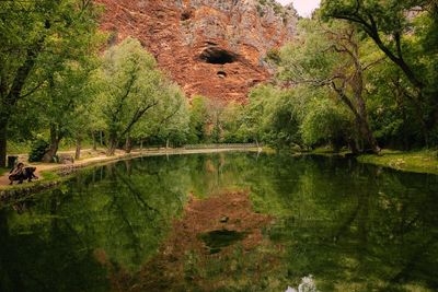 Reflection of trees in water